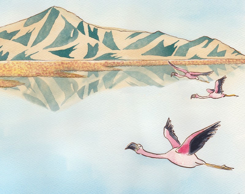 An illustration of the Andean flamingo whose home is at risk from climate change. Image Courtesy of Megan Herbert